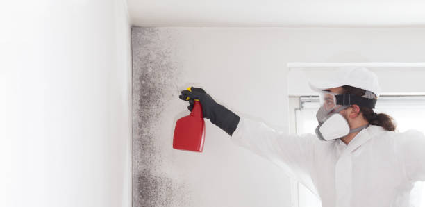 Mold Testing and Removal in Ladson, SC